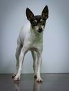 Gidget