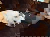 Jaci