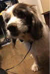 Walter