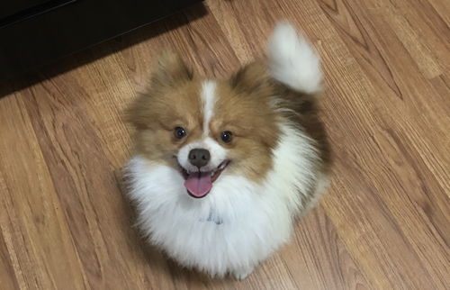 Nemo