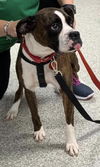 Gertie