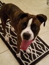 Gertie