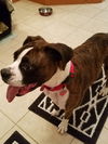 Gertie