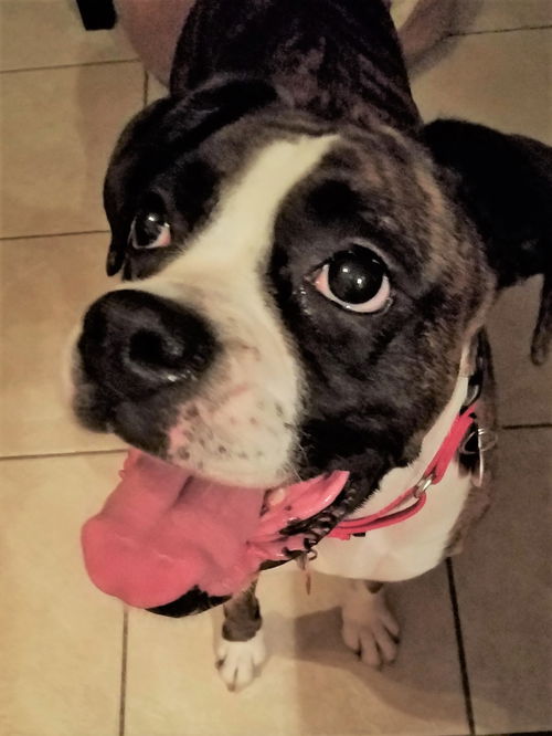 Gertie