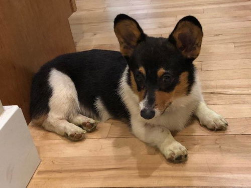 Oswald