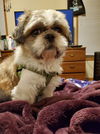 Pete