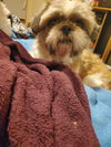 Pete