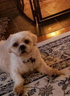 Percy