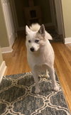 Alma, a Pomeranian / Husky / Mixed (medium coat)