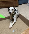Perdita