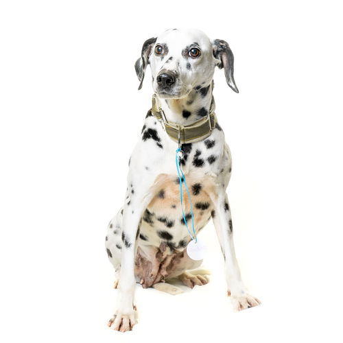 Perdita