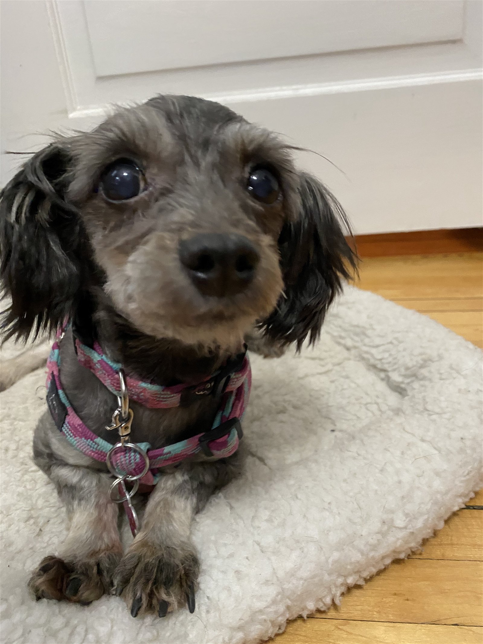 adoptable Dog in Minneapolis, MN named Maisy