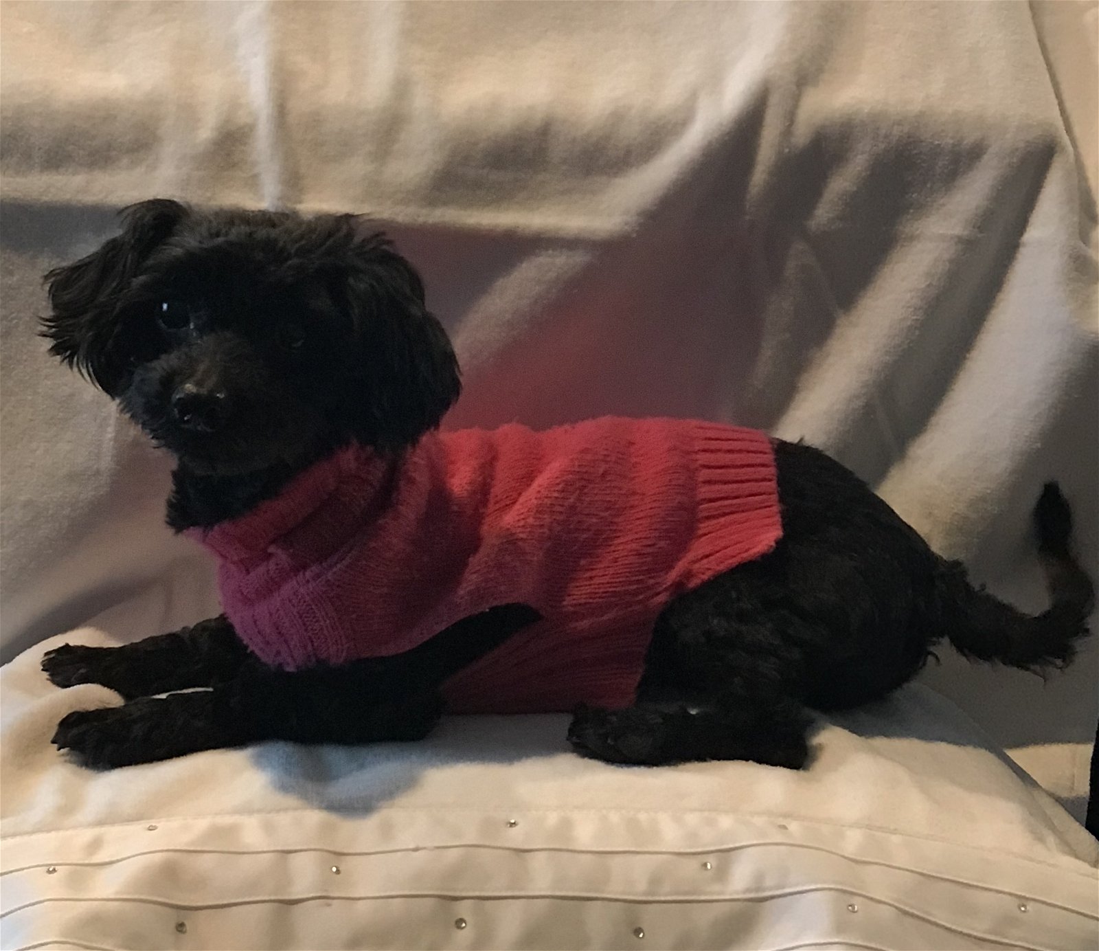 adoptable Dog in Saint Paul, MN named Fleur