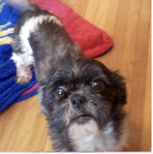 Pepper