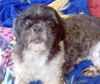 Pepper