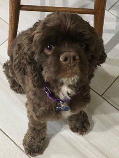 Penelope