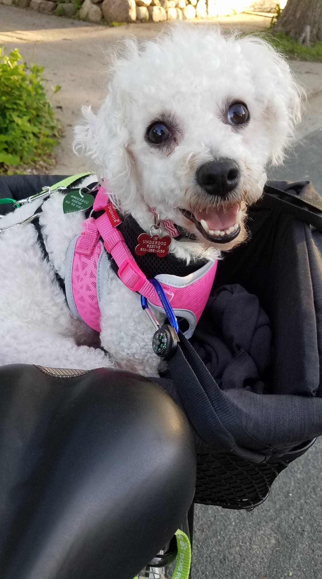 adoptable Dog in Saint Paul, MN named Smurfette
