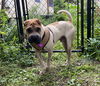 Abner