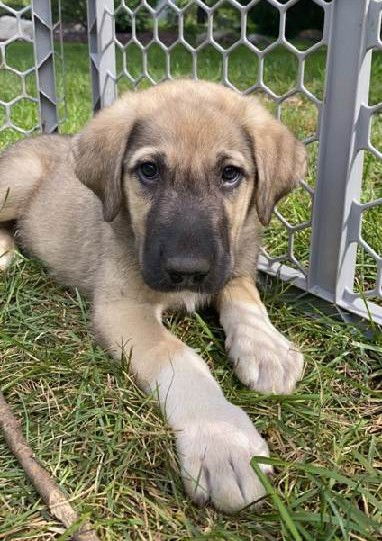 Ranger