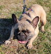 Ozzie