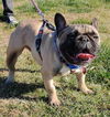 Ozzie