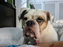 Agatha