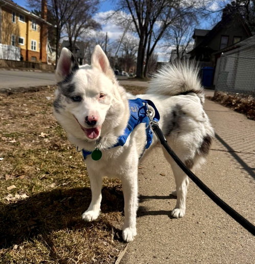 Kensi, an adoptable Pomeranian in St. Louis Park, MN