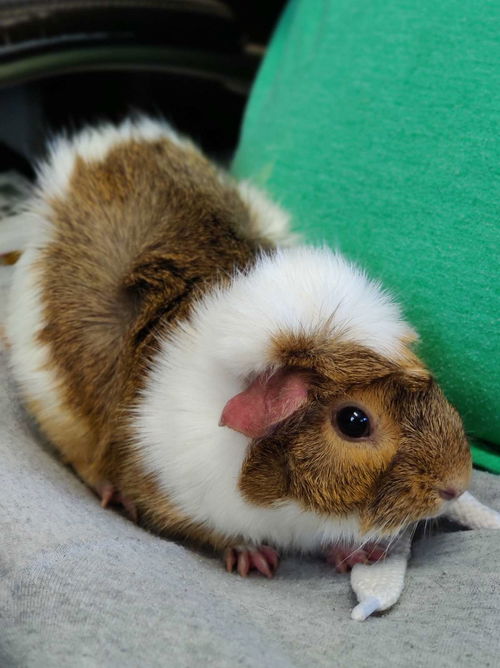 Nutmeg