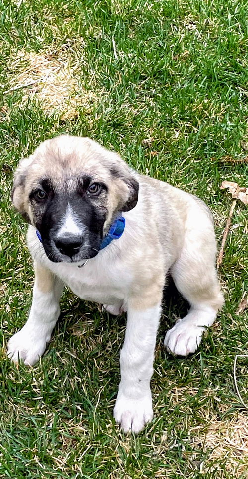 Otis
