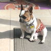 Ottis