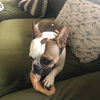 Ottis
