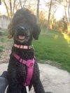 Babette