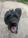 Babette