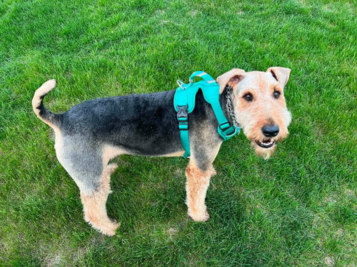 Roy, an adoptable Airedale Terrier in St. Louis Park, MN