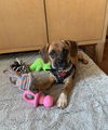 Penny