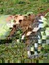 Nougat