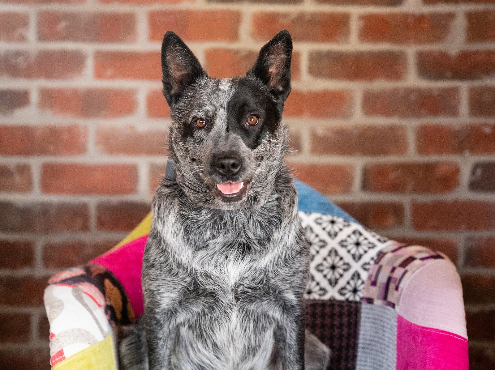 adoptable Dog in Minneapolis, MN named Tacoma