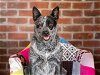 adoptable Dog in minneapolis, MN named Tacoma