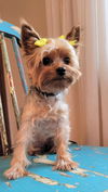Camillia