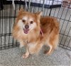adoptable Dog in , MN named Jessie