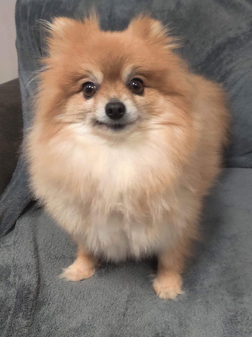 Georgina