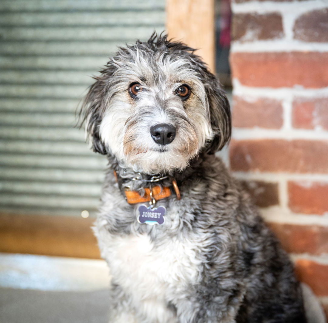 adoptable Dog in Minneapolis, MN named Benji