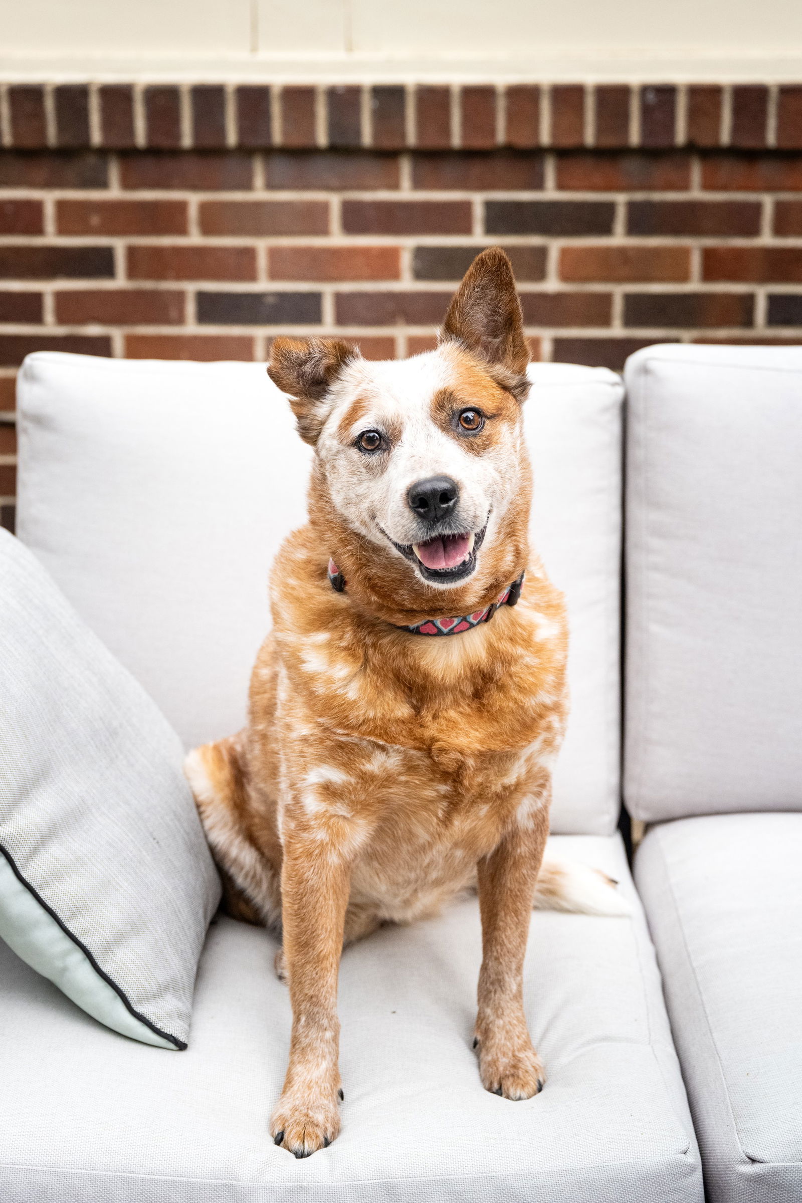 adoptable Dog in Minneapolis, MN named Fanny