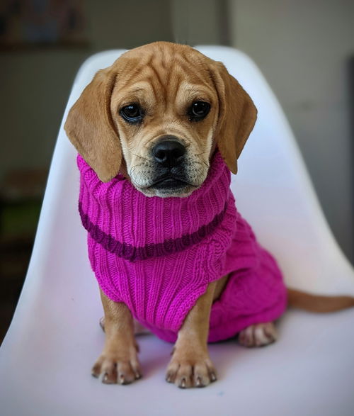 Penelope