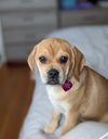 Penelope