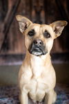 adoptable Dog in  named Raquel