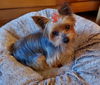 Nellie