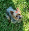 Nellie