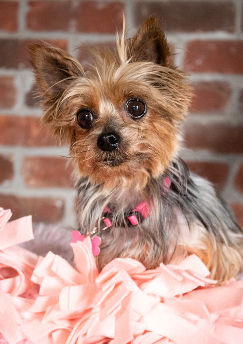 Nellie