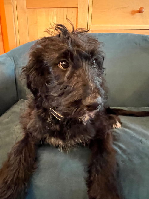 Oscar